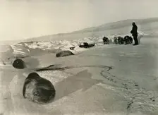 Hauling Seal Meat for the Winter Quarters c1908, (1909)
