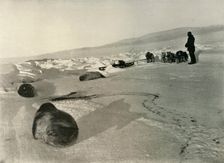 Hauling Seal Meat for the Winter Quarters c1908, (1909)
