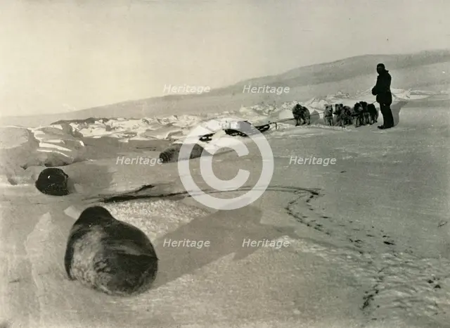 'Hauling Seal Meat for the Winter Quarters', c1908, (1909). Artist: Unknown.