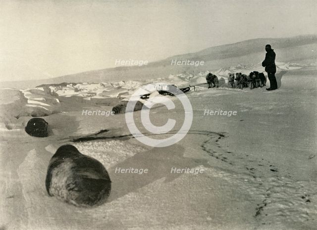 'Hauling Seal Meat for the Winter Quarters', c1908, (1909). Artist: Unknown.