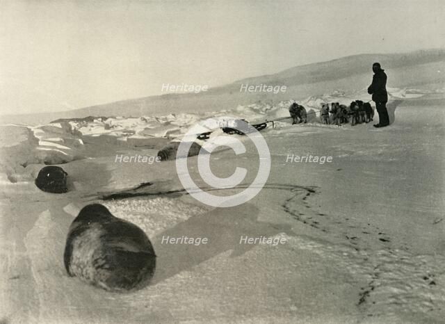 'Hauling Seal Meat for the Winter Quarters', c1908, (1909). Artist: Unknown.