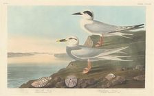 Havell's Tern and Trudeau's Tern, 1838. Creator: Robert Havell