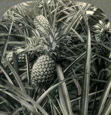Hawaiian Pineapple, "the King of Fruits", Ready for Picking c1930s. Creator: Unknown