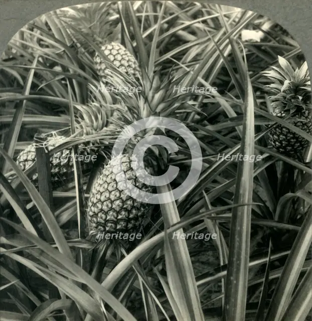 'Hawaiian Pineapple, "the King of Fruits", Ready for Picking', c1930s. Creator: Unknown.