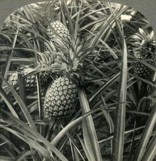 Hawaiian Pineapple, "the King of Fruits", Ready for Picking c1930s. Creator: Unknown