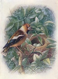 Hawfinch - Coccothraus'tes vulga'ris c1910, (1910). Artist: George James Rankin