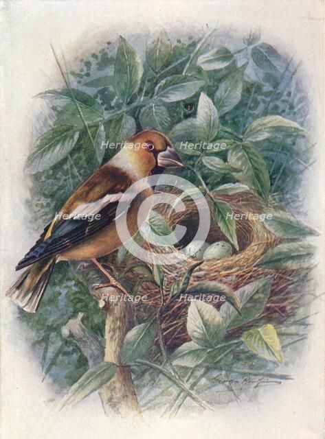 'Hawfinch - Coccothraus'tes vulga'ris', c1910, (1910). Artist: George James Rankin.