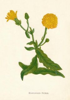 Hawkweed Picris c1891, (1891). Artist: Anne Pratt