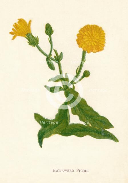 'Hawkweed Picris', c1891, (1891). Artist: Anne Pratt.