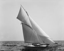 Hawk, 1890 June 8. Creator: Unknown