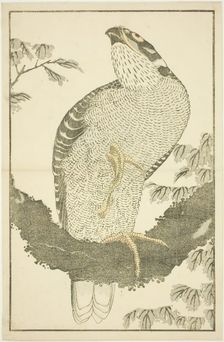 Hawk, from The Picture Book of Realistic Paintings of Hokusai (Hokusai shashin gafu), Japan, c.1814. Creator: Hokusai
