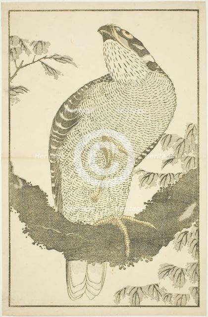 Hawk, from The Picture Book of Realistic Paintings of Hokusai (Hokusai shashin gafu), Japan, c.1814. Creator: Hokusai.
