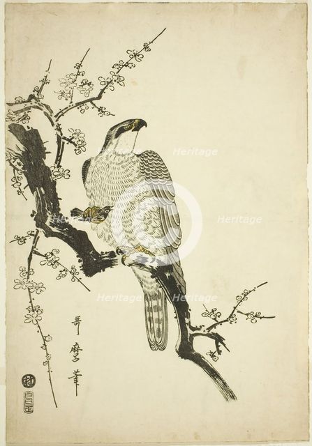 Hawk on a Plum Branch, Japan, 1800. Creator: Kitagawa Utamaro.