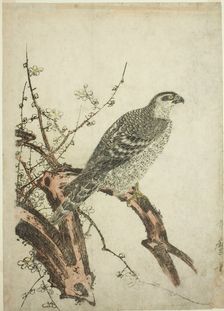 Hawk on a Plum Branch, Japan, c. 1796/1804. Creator: Kitagawa Utamaro