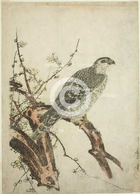 Hawk on a Plum Branch, Japan, c. 1796/1804. Creator: Kitagawa Utamaro.