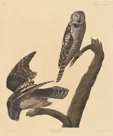 Hawk Owl, 1837. Creator: Robert Havell