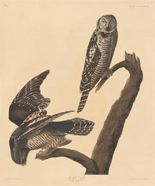 Hawk Owl, 1837. Creator: Robert Havell