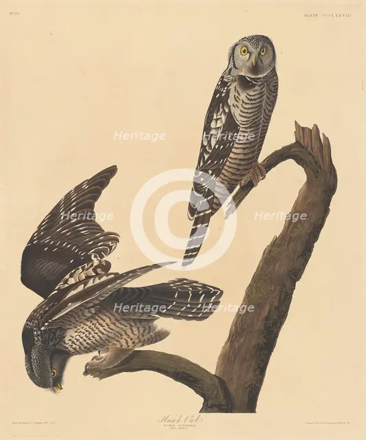 Hawk Owl, 1837. Creator: Robert Havell.