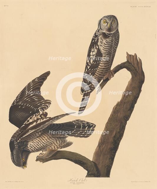 Hawk Owl, 1837. Creator: Robert Havell.