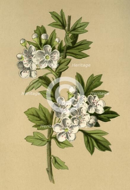 'Hawthorn', 1877. Creator: Frederick Edward Hulme.