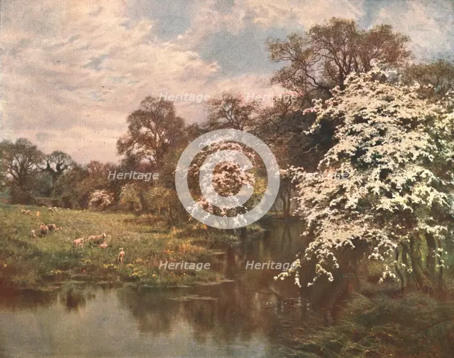 'Hawthorn Blossoms', c1899, (c1902).  Creator: Unknown.