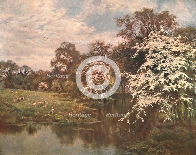 'Hawthorn Blossoms', c1899, (c1902).  Creator: Unknown.