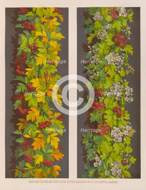 Hawthorn flower and fruit from Nature arranged for an ornamental border, 1850.  Creator: Ludwig Gruner.