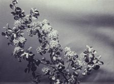 Hawthornes, c1900. Creator: Mary Frances Carpenter Paschall