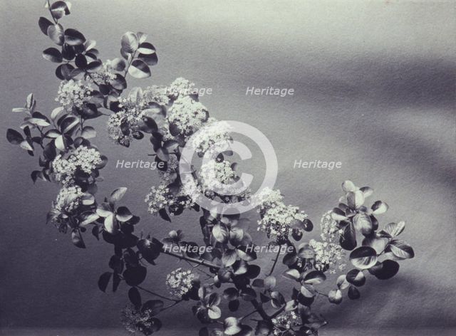 Hawthornes, c1900. Creator: Mary Frances Carpenter Paschall.