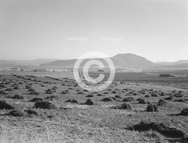 Hay and clover, pasture land, corn land, grain land, Sunset Valley, Malheur County, Oregon, 1939. Creator: Dorothea Lange.
