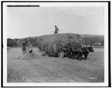 Haying on the meadows, Northfield, Mass., between 1900 and 1906. Creator: Unknown