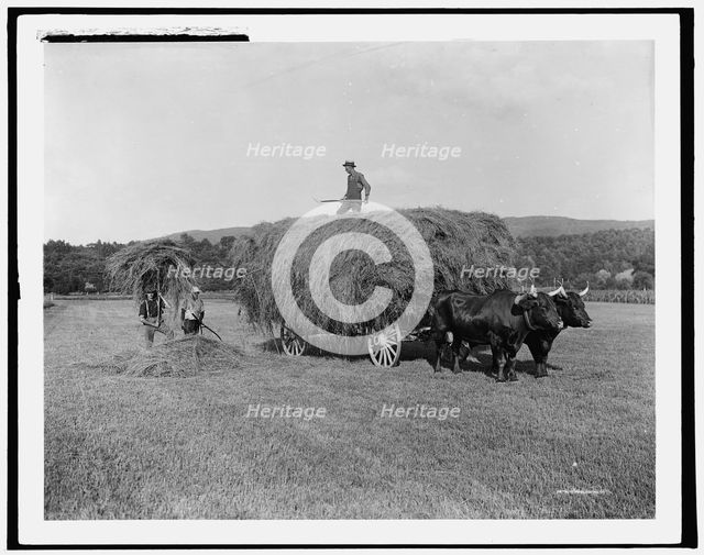 Haying on the meadows, Northfield, Mass., between 1900 and 1906. Creator: Unknown.