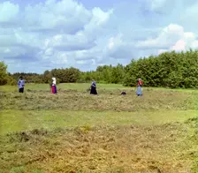 Haying [Russian Empire], 1909. Creator: Sergey Mikhaylovich Prokudin-Gorsky