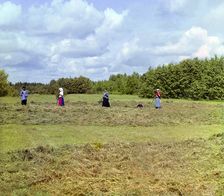 Haying [Russian Empire], 1909. Creator: Sergey Mikhaylovich Prokudin-Gorsky