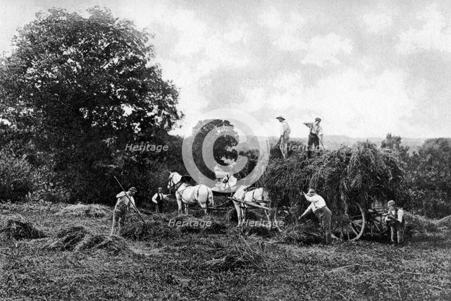 Haymaking, 1911-1912.Artist: Sprague & Co