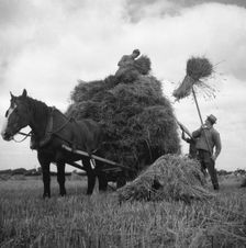 Haymaking, Scania, Sweden, 1940s. Creator: Otto Ohm