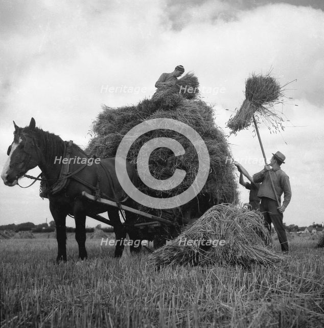 Haymaking, Scania, Sweden, 1940s. Creator: Otto Ohm.