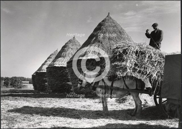 Hayricks, Ashridge Farm, Green End Road, Radnage, Wycombe, Buckinghamshire, 1930s. Creator: J Dixon Scott.