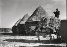 Hayricks, Ashridge Farm, Green End Road, Radnage, Wycombe, Buckinghamshire, 1930s. Creator: J Dixon Scott