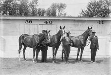 Hazen, Melvin C., Horse Show; His Horses, 1914. Creator: Harris & Ewing