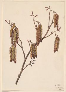 Hazel Alder (Alnus regosa), 1920. Creator: Mary Vaux Walcott