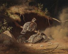 Hazel Grouse Wallowing in Sand, 1877. Creator: Ferdinand von Wright