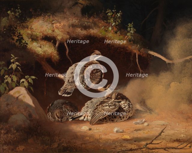 Hazel Grouse Wallowing in Sand, 1877. Creator: Ferdinand von Wright.