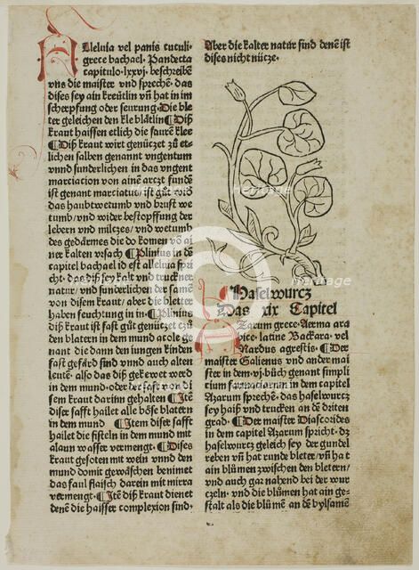 Hazelwort from Gart der Gesundheit (Garden of Health), Plate 16...1487...assembled 1929. Creators: Unknown, Konrad Dinckmut, Johannes de Cuba, Wilhelm Ludwig Schreiber.