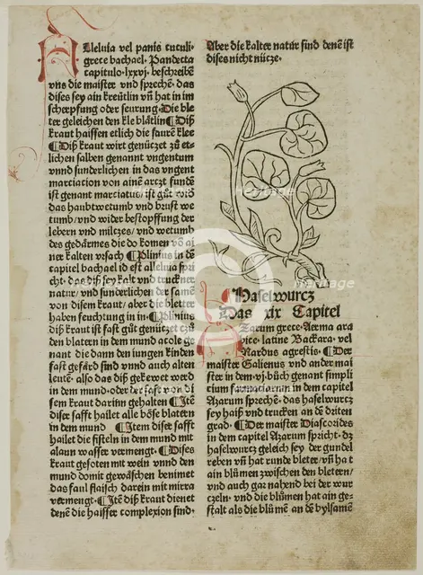 Hazelwort from Gart der Gesundheit (Garden of Health), Plate 16...1487...assembled 1929. Creators: Unknown, Konrad Dinckmut, Johannes de Cuba, Wilhelm Ludwig Schreiber.