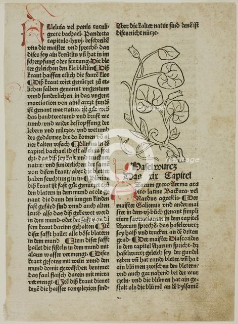 Hazelwort from Gart der Gesundheit (Garden of Health), Plate 16...1487...assembled 1929. Creators: Unknown, Konrad Dinckmut, Johannes de Cuba, Wilhelm Ludwig Schreiber.