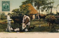 Habana. Escena campestre - Cuban Barnyard c1910