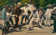 Habana. Rina de Gallos. Cock-fight, c.1900s