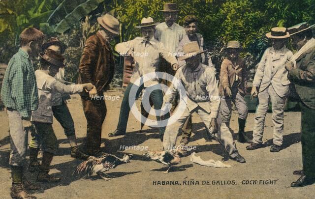 Habana. Rina de Gallos. Cock-fight, c.1900s. Artist: Unknown
