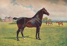 Hackney Pony stallion Berkeley Model, c1900 (c1910). Artist: Henry Powell Palfrey